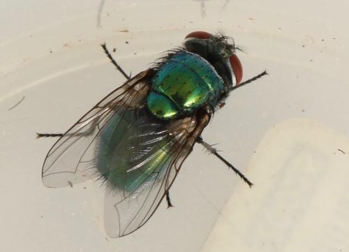 Réf. 319 256 : Lucilia sericata